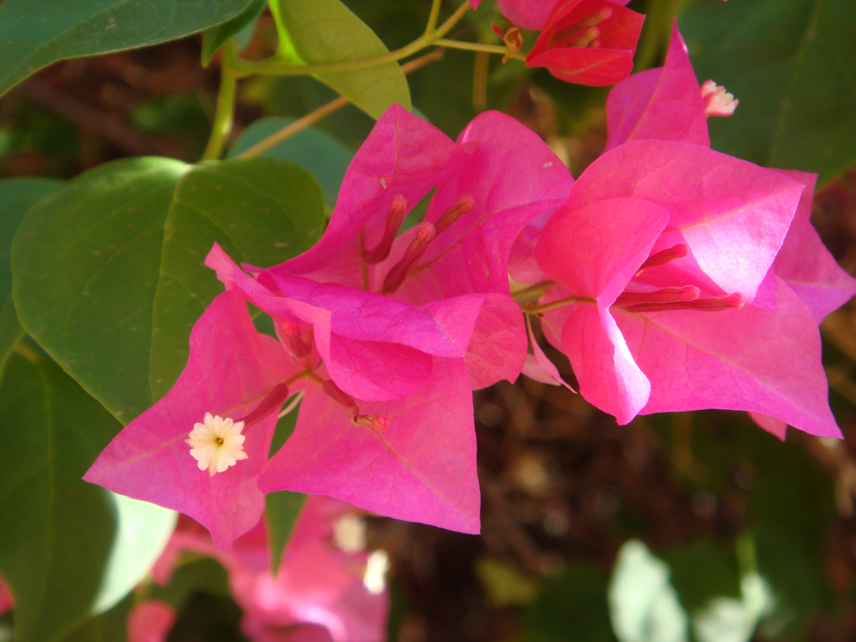 Bougainvillea buttiana